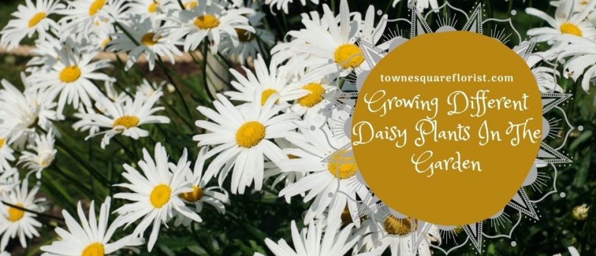 Daisy Plants In The Garden